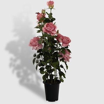 Роза Tianjin в кашпо бледно-розовая искусственная 102 см