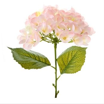 Цветок Hydrangea, белый